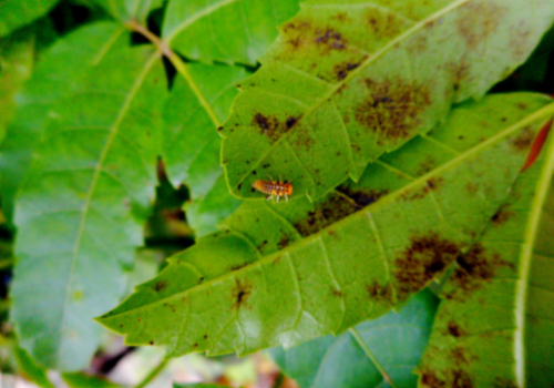 WEBINAR- The use of insects in agriculture